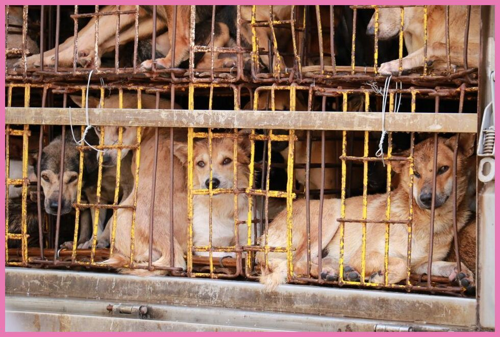 Ending The Dog Meat Trade In Vietnam